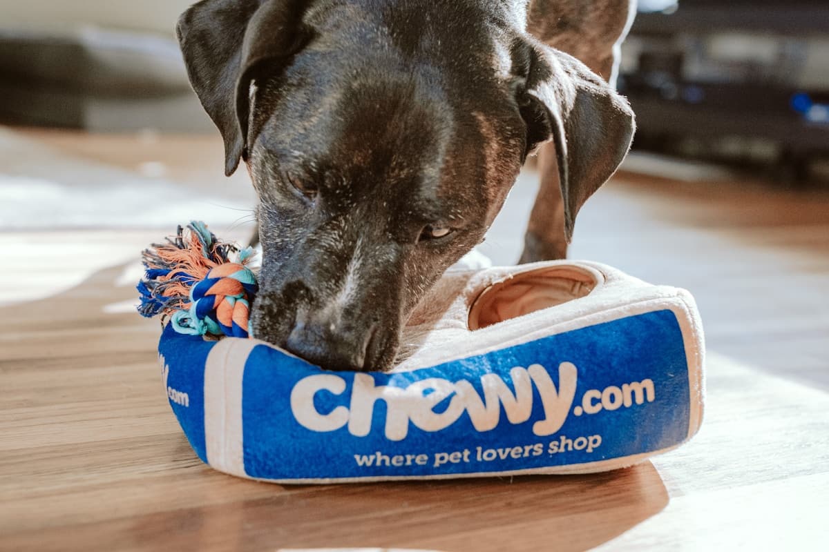 Hayvonlar uchun mehmonxonalar va pansionatlar